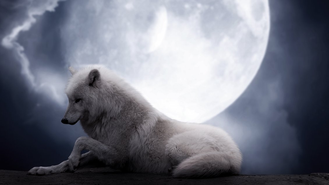 Download Wallpaper White wolf in light of moon in the night