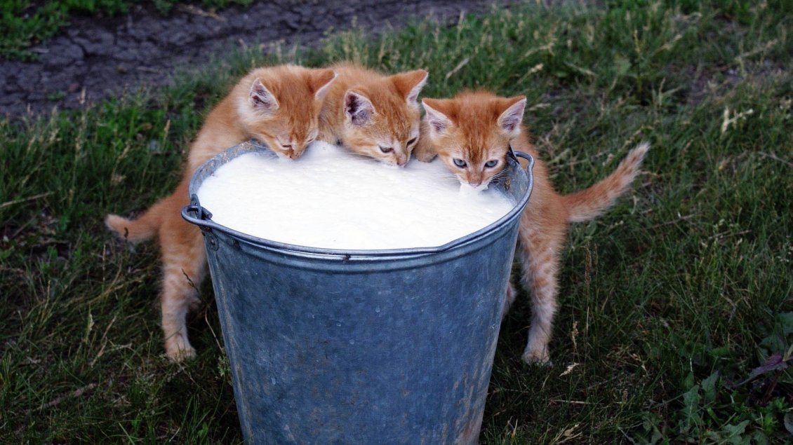 Download Wallpaper Three brown kittens with snout in milk bucket