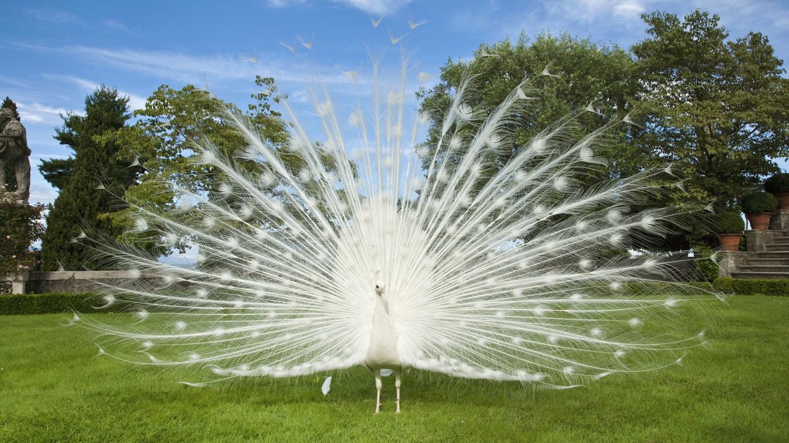 Download Wallpaper White peacock with large tail like a fan on the grass