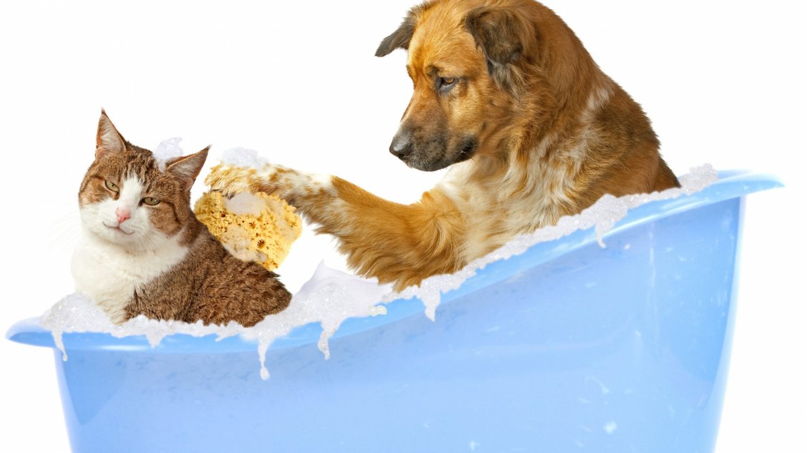 Download Wallpaper Dog and cat in a bathtub with foam