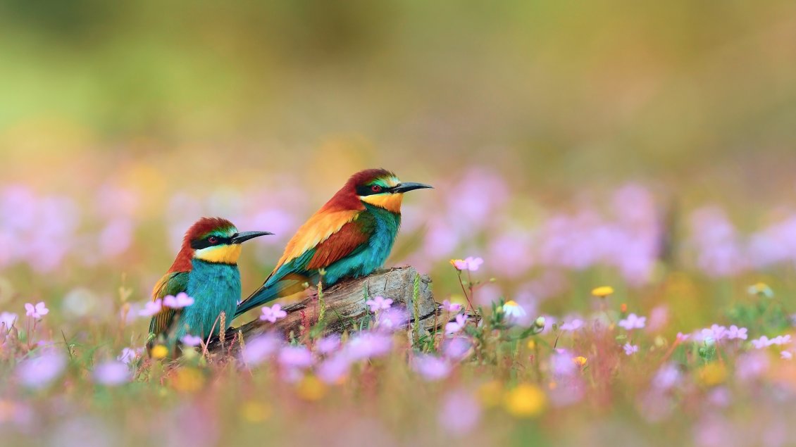 Download Wallpaper Beautiful two colorful birds in the grass