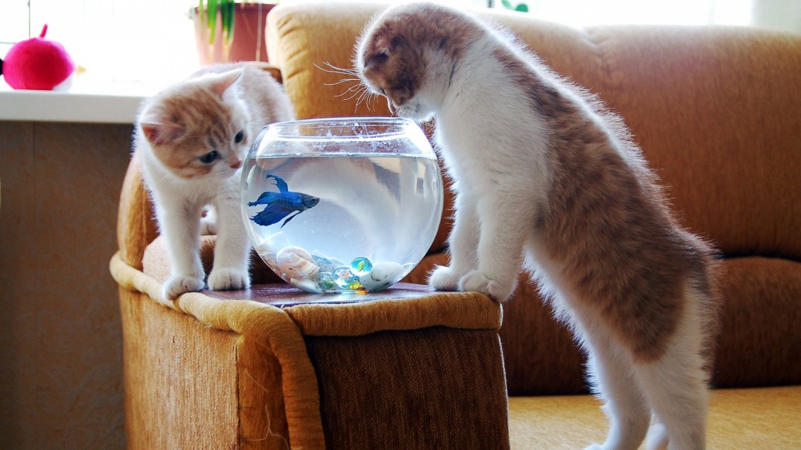 Download Wallpaper Two cute cats chasing fish in aquarium