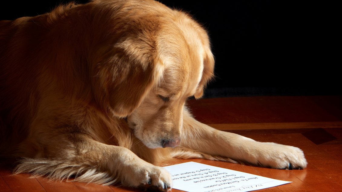Download Wallpaper A dog reading the paper - Funny wallpaper