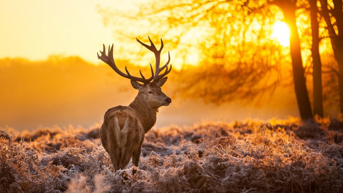 Download Wallpaper A deer in the frozen grass in sunlight