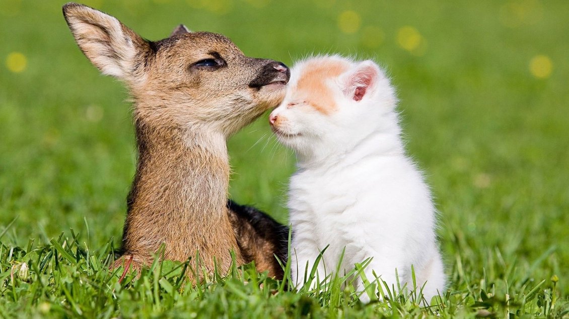 Download Wallpaper A baby deer and white kitten on the grass - Love moment