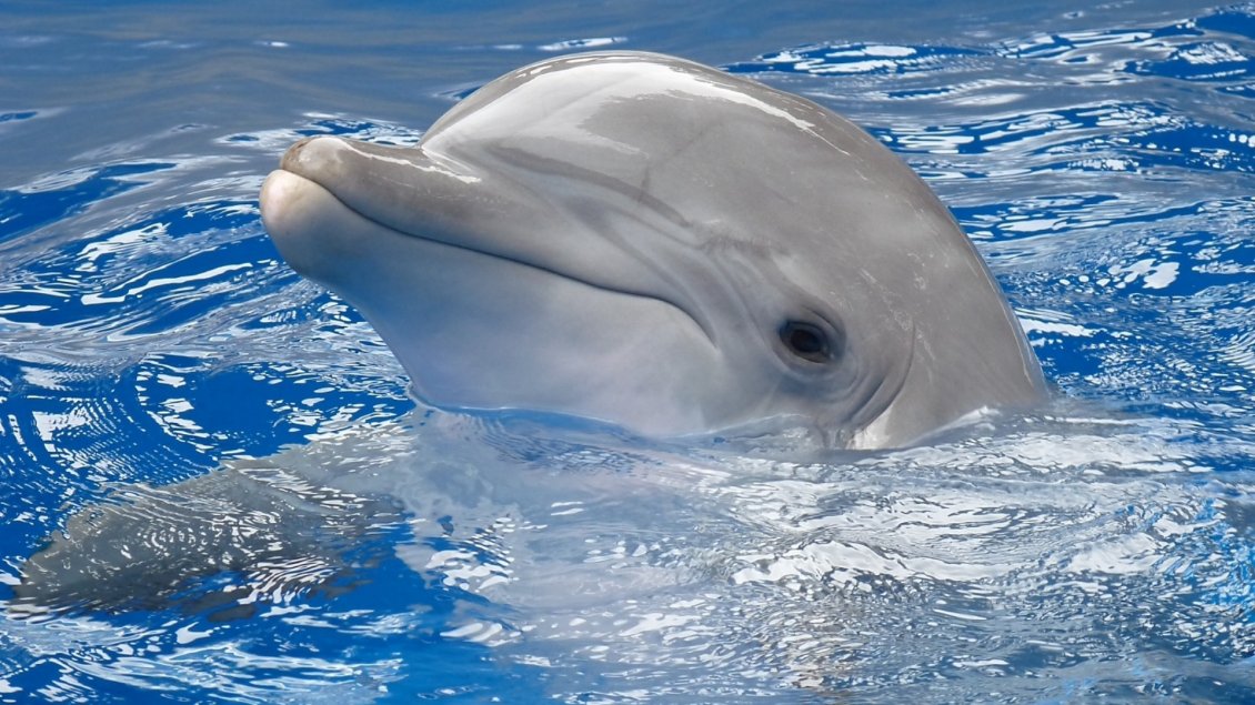 Download Wallpaper Gray dolphin swims in the blue water