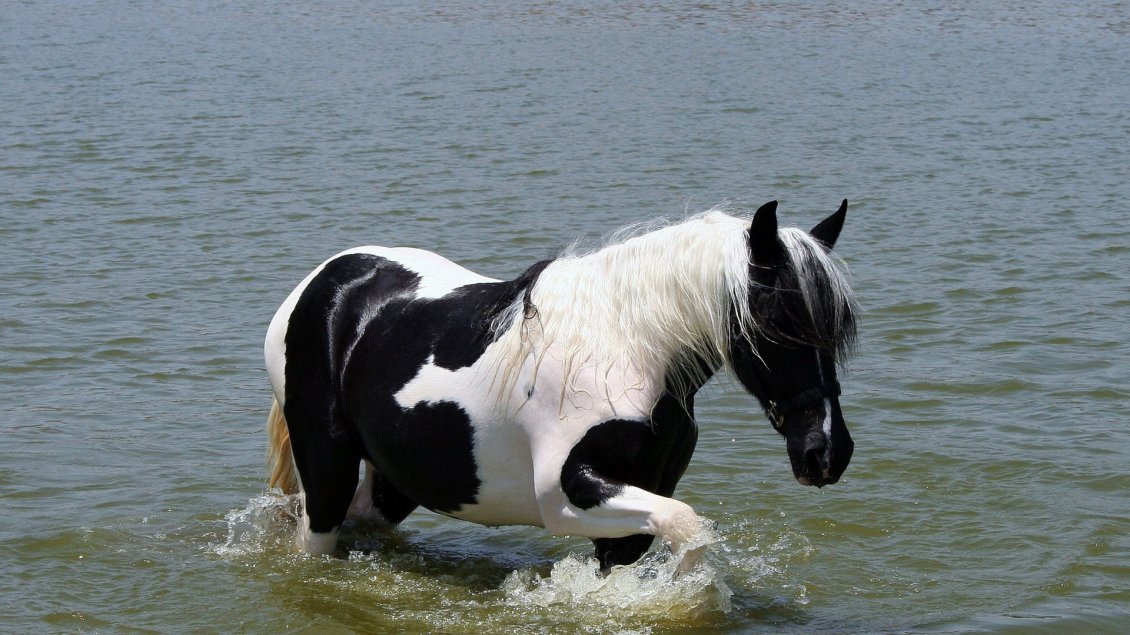Download Wallpaper White and black horse walking in the water