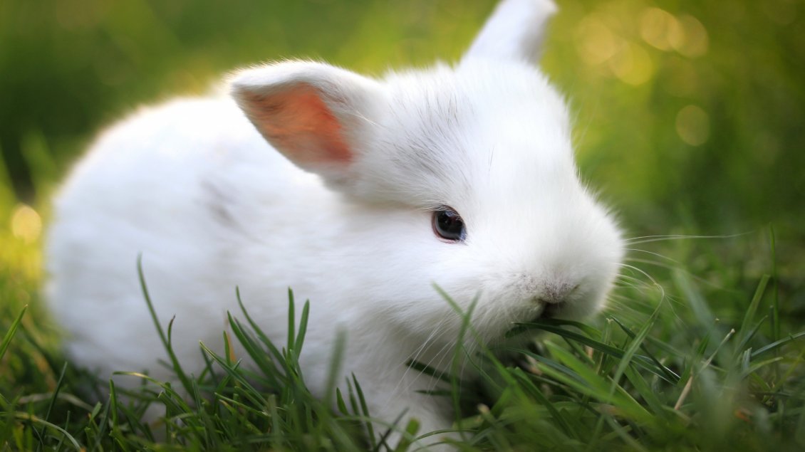 Download Wallpaper A cute white rabbit eat the grass