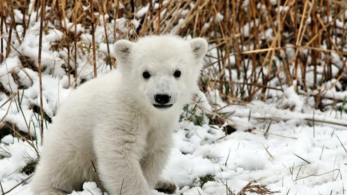 Download Wallpaper A sweet polar bear cub on the snow