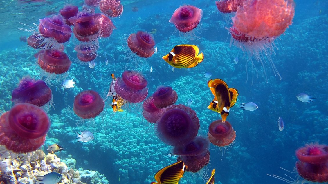 Download Wallpaper Pink jellyfish and many other fish underwater