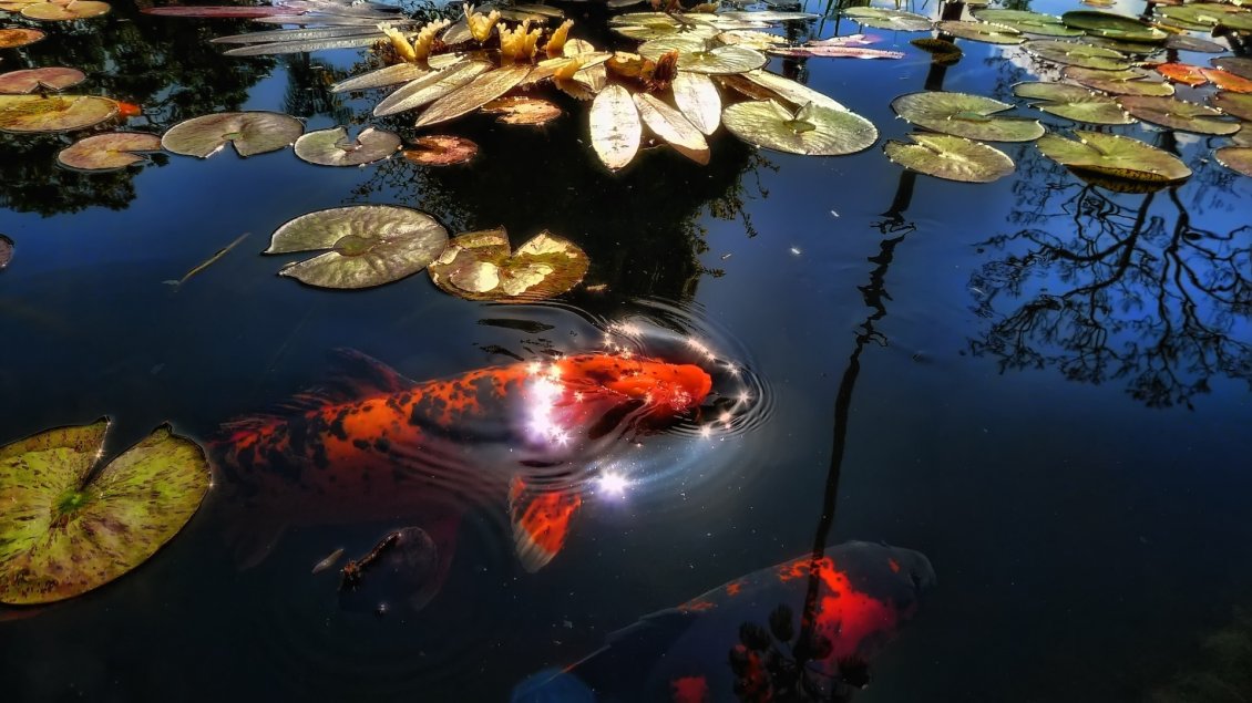 Download Wallpaper Orange fish swims between lily in the sunlight