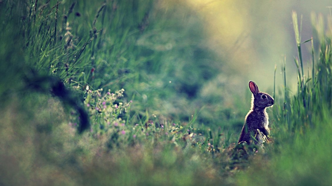 Download Wallpaper Gray hare in the green grass - Wild animal