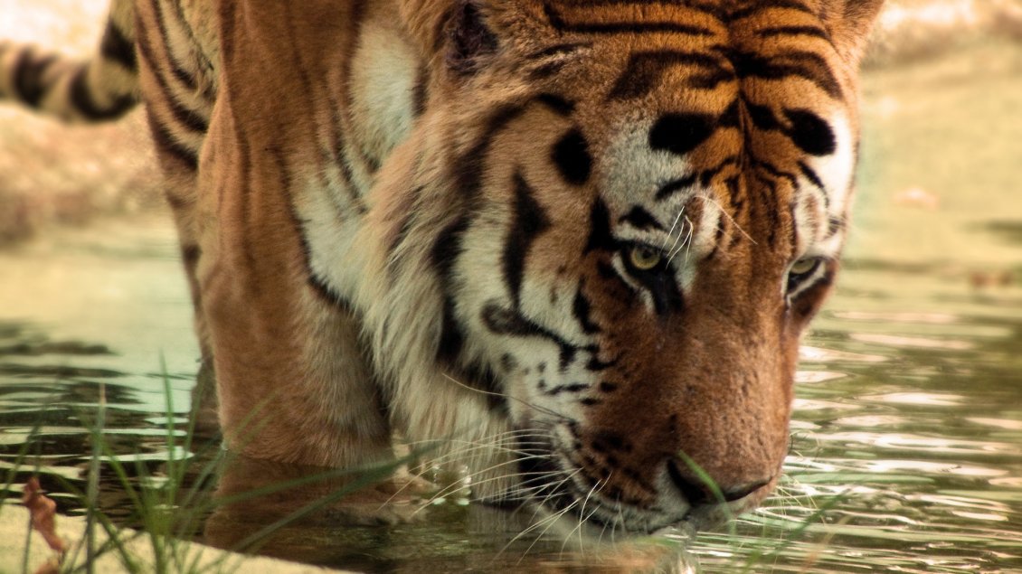 Download Wallpaper A tiger drinks water from the river