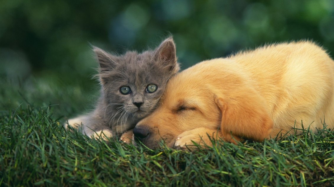Download Wallpaper Gray kitten and a puppy on the grass - Love moment