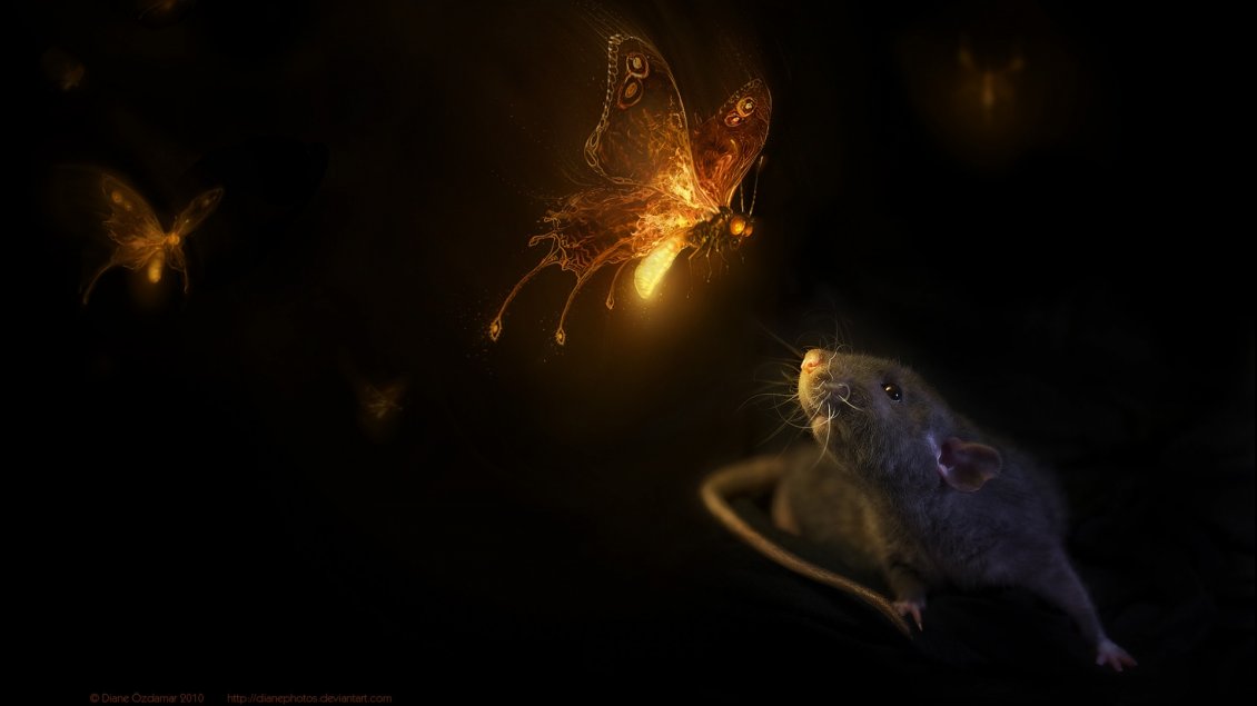 Download Wallpaper Butterflies with light in night and a mouse