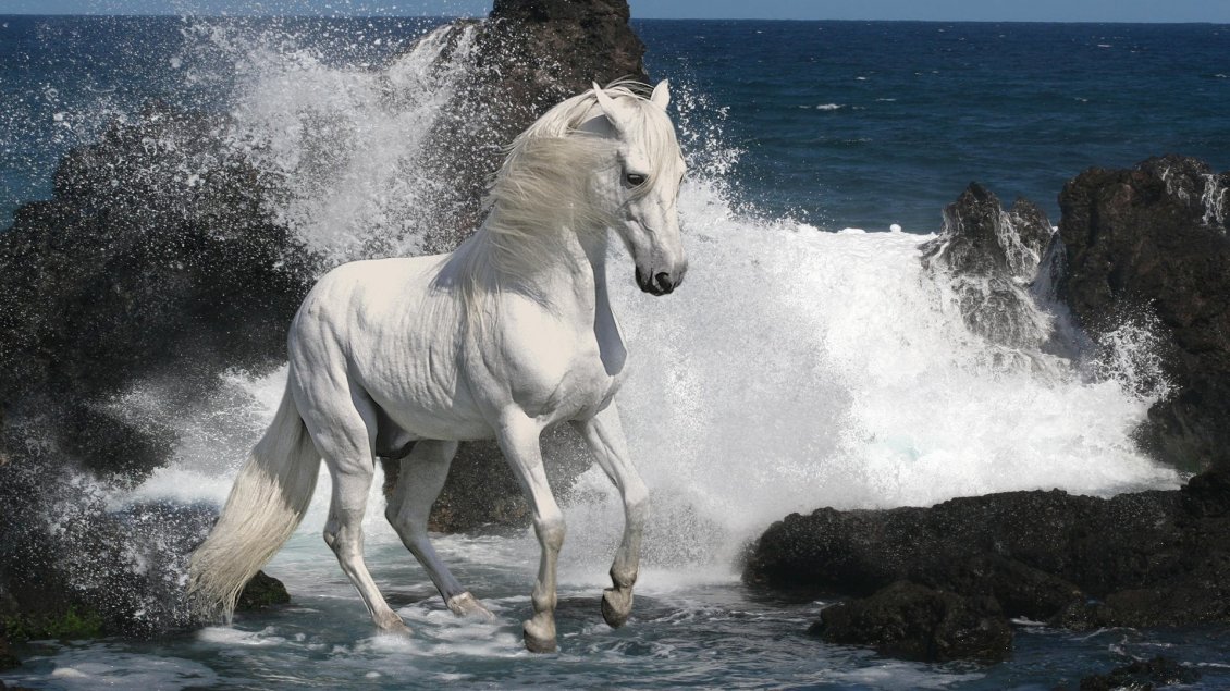 Download Wallpaper Beautiful white horse beside the rocks in the water