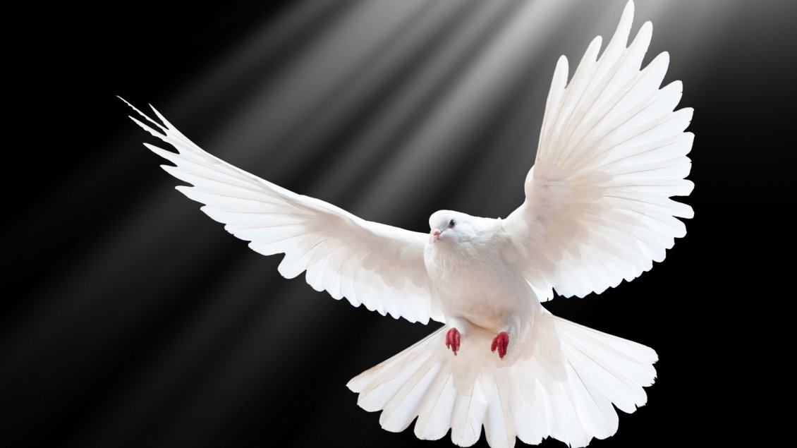 Download Wallpaper A beautiful white dove on the dark background