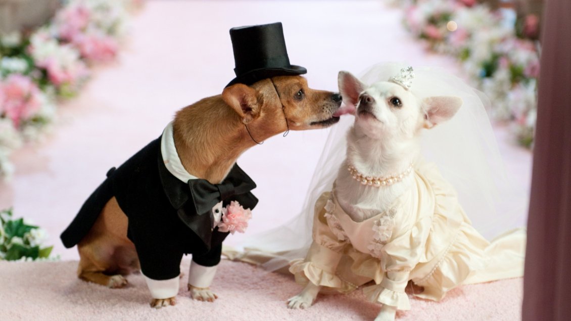 Download Wallpaper Wedding between puppies - Cute animals
