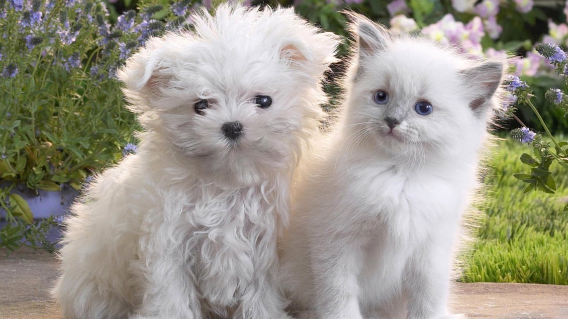 Download Wallpaper A white cat beside a white puppy