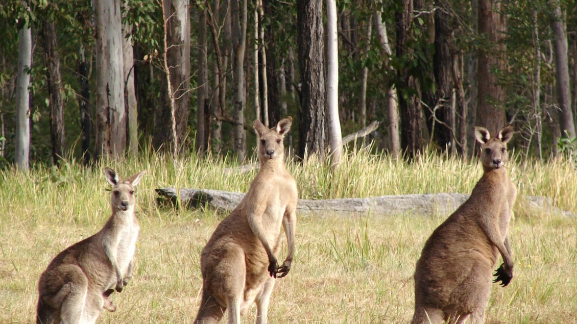 Download Wallpaper Three kangaroos in the field near the forest