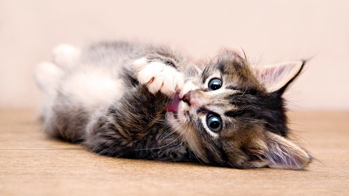 Download Wallpaper Cute kitten cleans their paws lying down