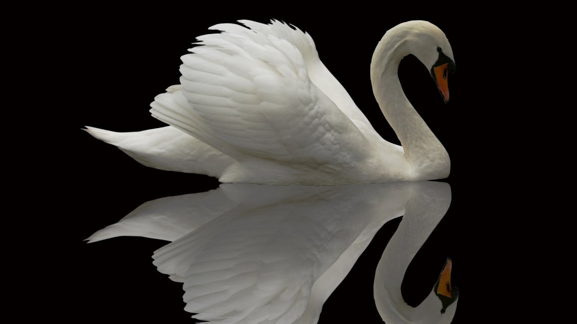 Download Wallpaper A beautiful swan in the mirror on black background