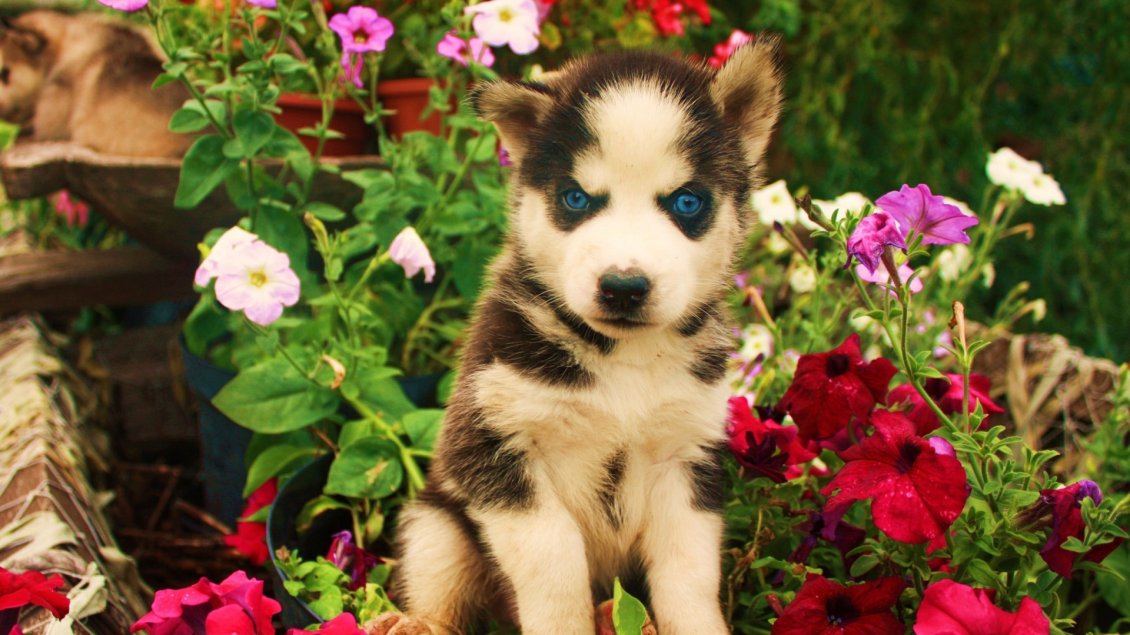 Download Wallpaper A cute husky puppy with blue eyes between flowers