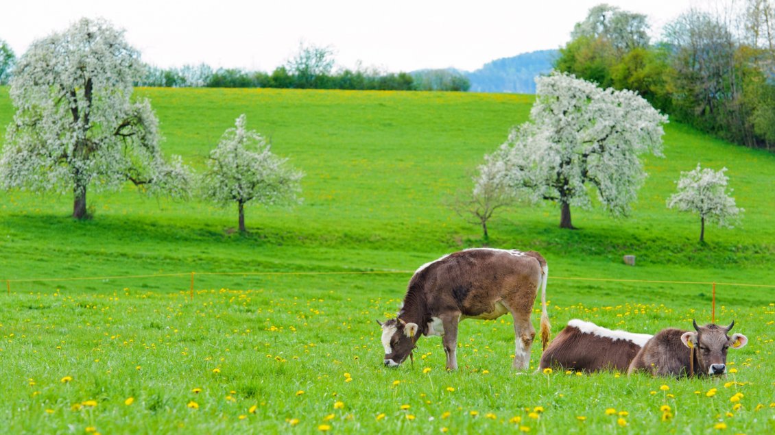 Download Wallpaper Two cows on the green and blooming hill