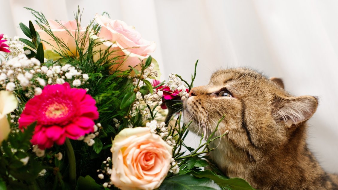 Download Wallpaper A cute gray cat smells the flowers