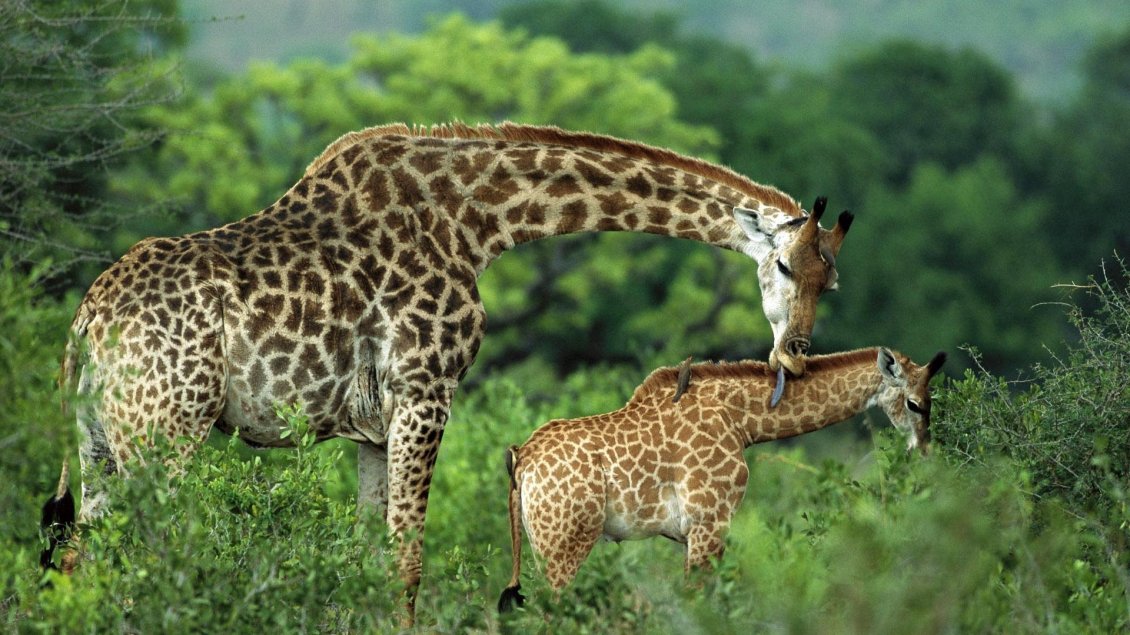 Download Wallpaper Giraffe mother cares for her baby