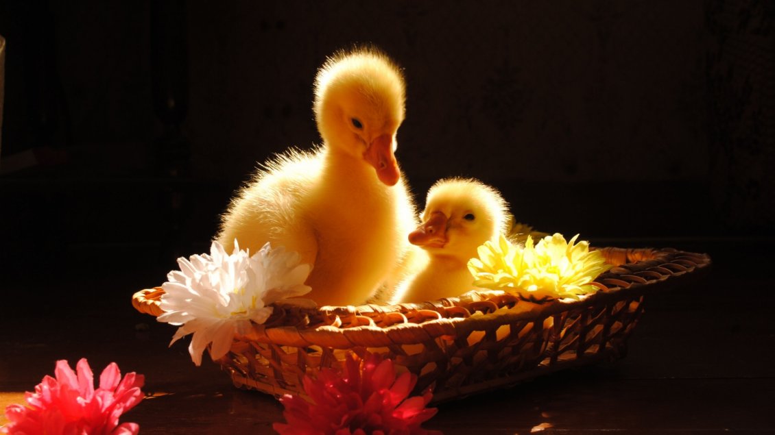 Download Wallpaper Two chickens duck in a basket with flowers
