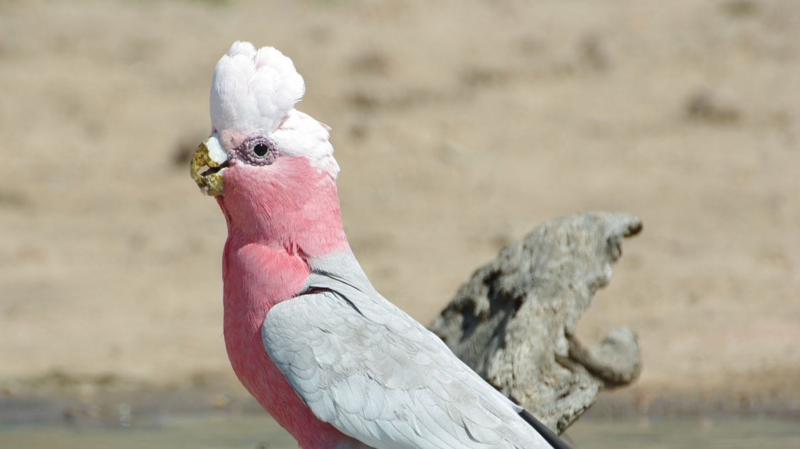 Download Wallpaper White and pink galah parrot on the sand