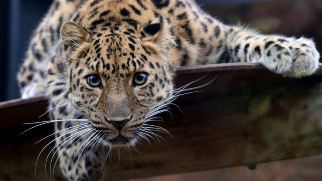 Download Wallpaper A beautiful big jaguar - Wild animal wallpaper