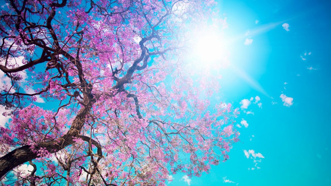 Download Wallpaper Branches with pink flowers in the sunlight