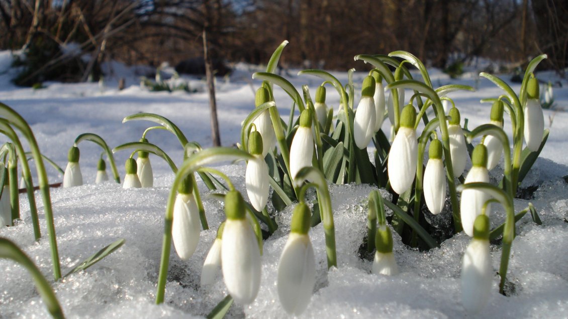 Download Wallpaper Bloomed snowdrops in the snow