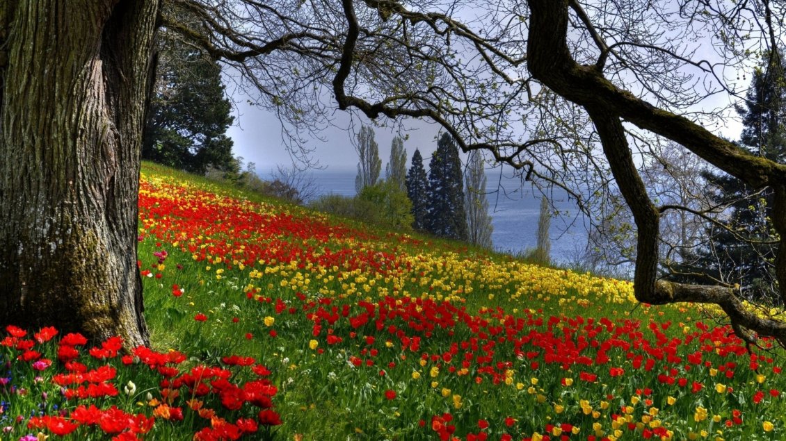 Download Wallpaper Hill with many yellow and red flowers