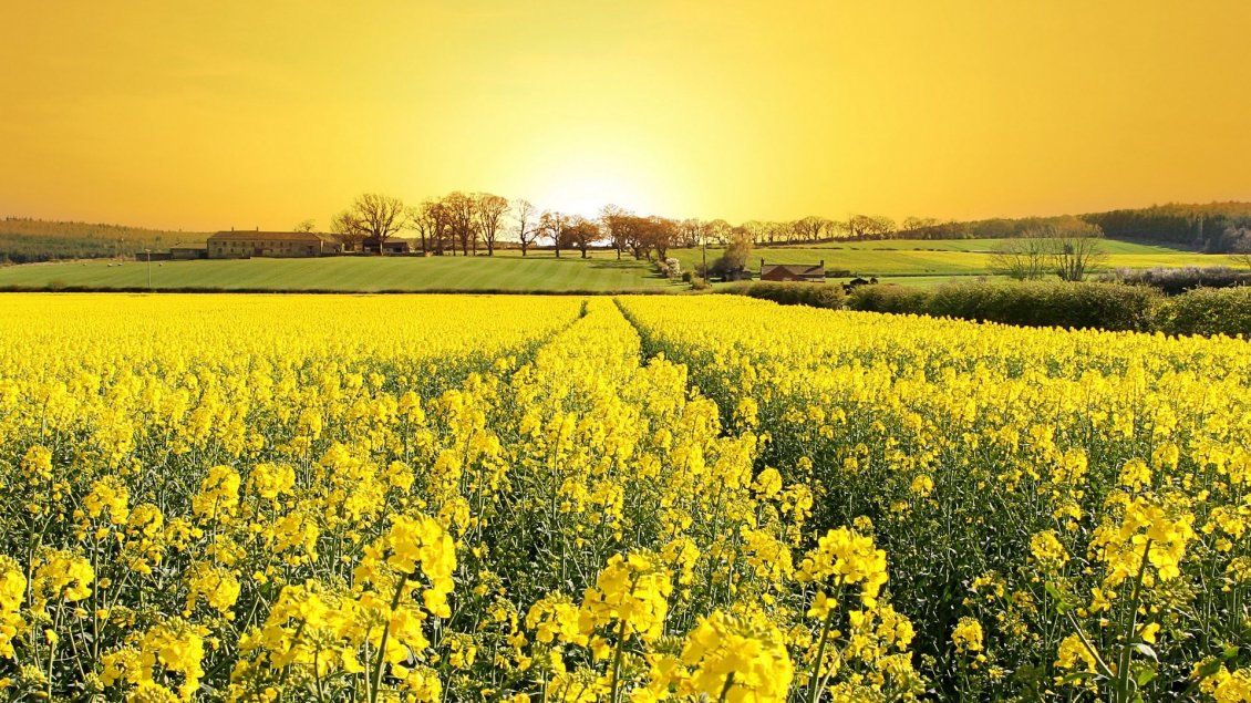 Download Wallpaper A field of yellow flowers - Summer day