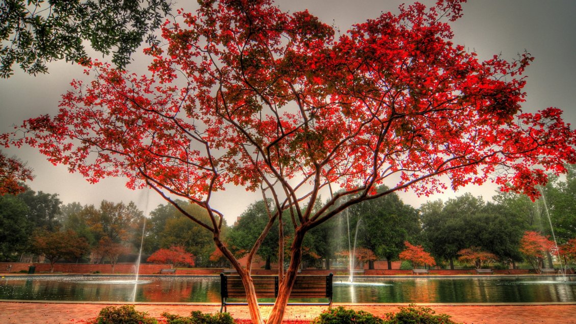Download Wallpaper A tree with red leaves beside the water fountain