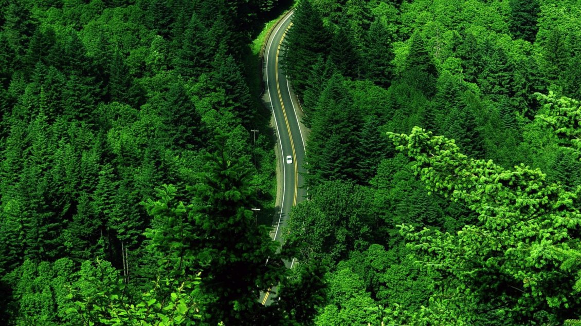 Download Wallpaper Road between the green and rich forest