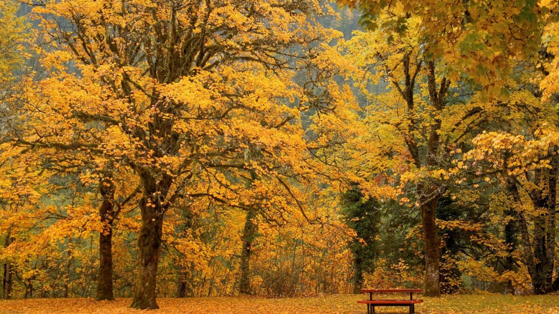 Download Wallpaper Autumn in the park, trees with yellowed leaves