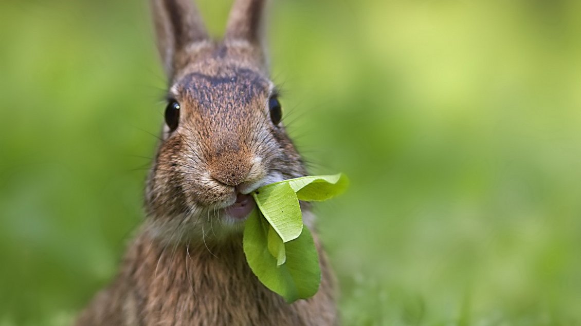 Download Wallpaper A brown rabbit with leaves in mouth