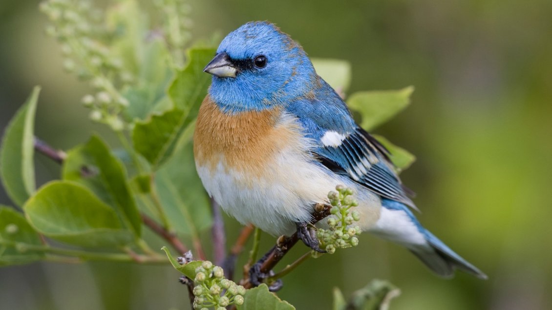 Download Wallpaper A beautiful blue bird on the branch