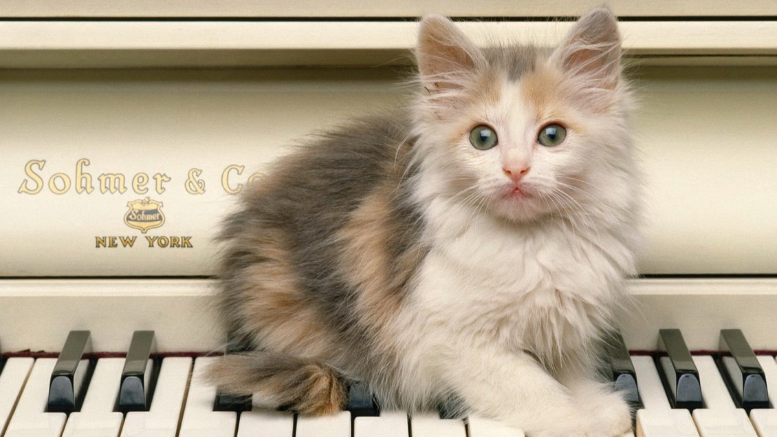 Download Wallpaper A scared cat on the piano keys
