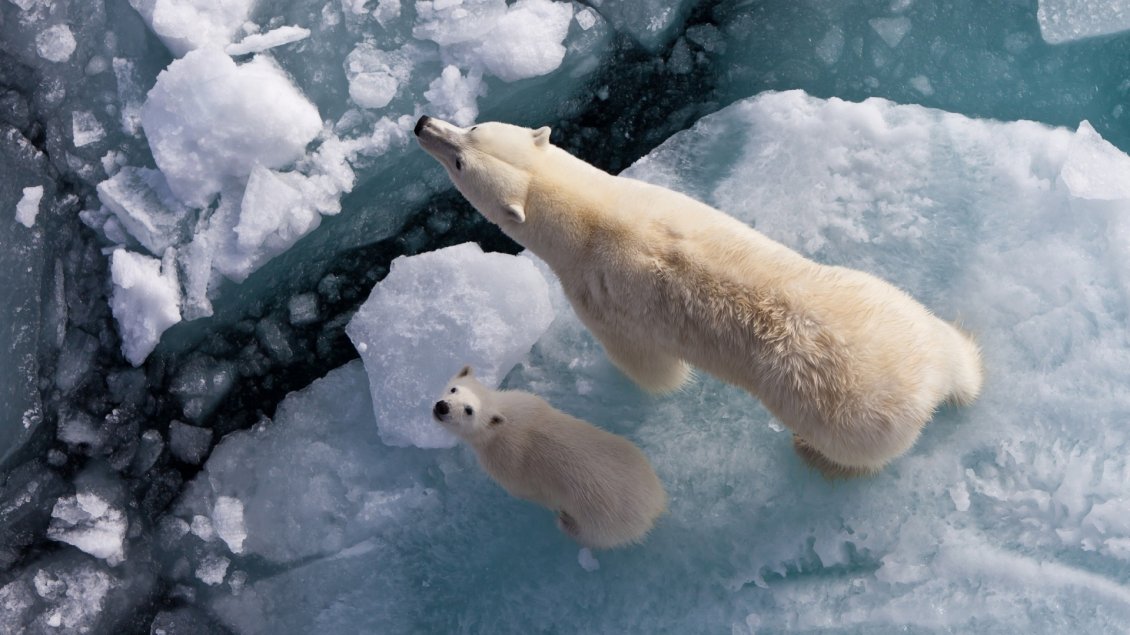 Download Wallpaper Polar bears on the ice, mother and cub