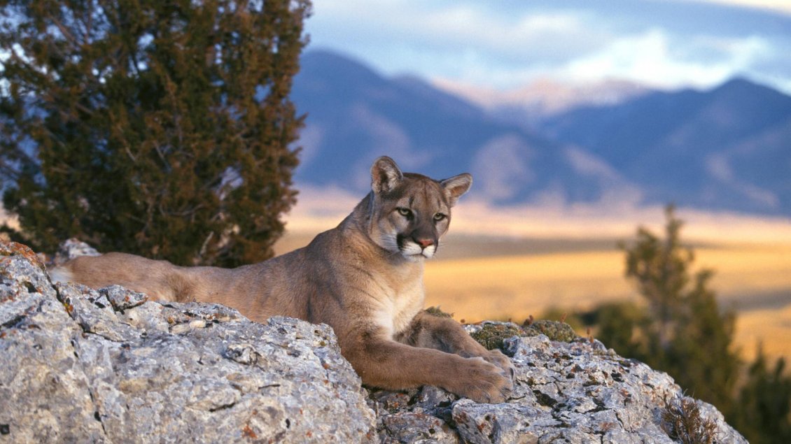 Download Wallpaper A mountain lion looks from the rocks