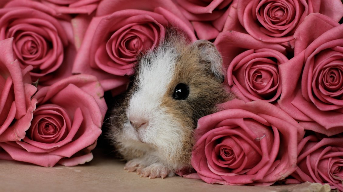Download Wallpaper A guinea pig hide between pink roses