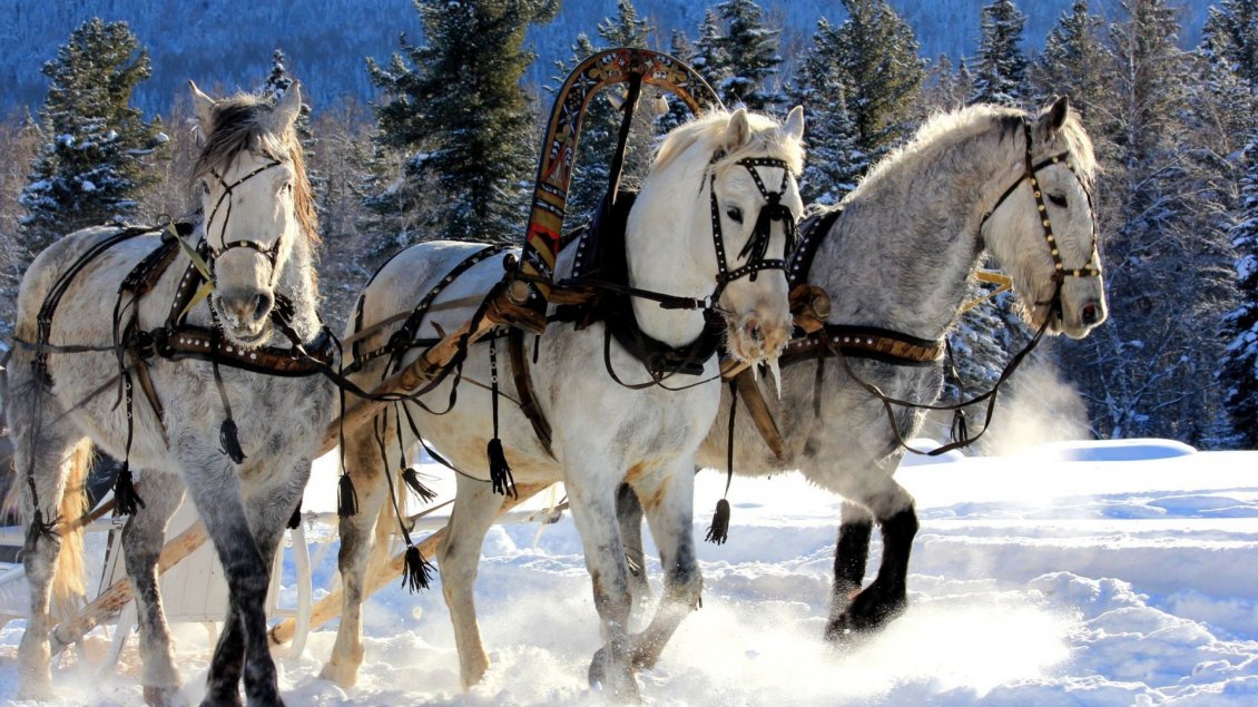 Download Wallpaper Three harnessed horses through snow