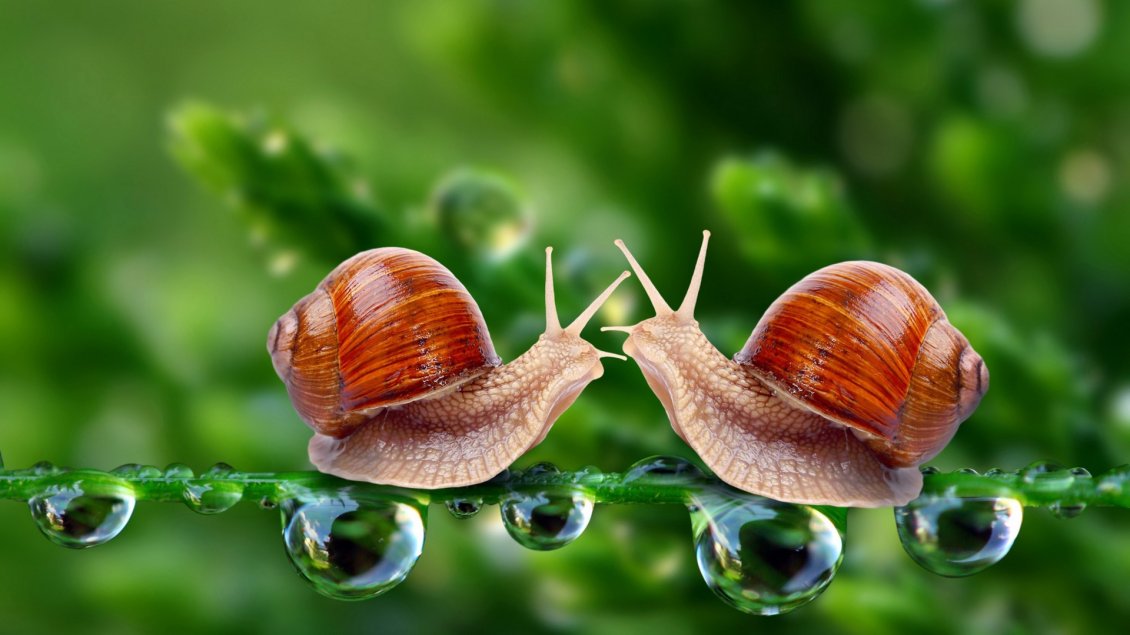 Download Wallpaper Two snails on the leave with water drops