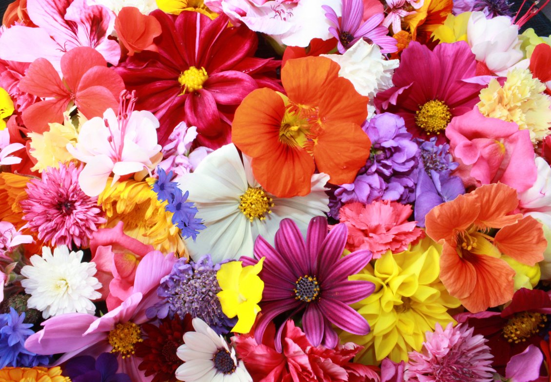 Download Wallpaper Different flowers in different colors