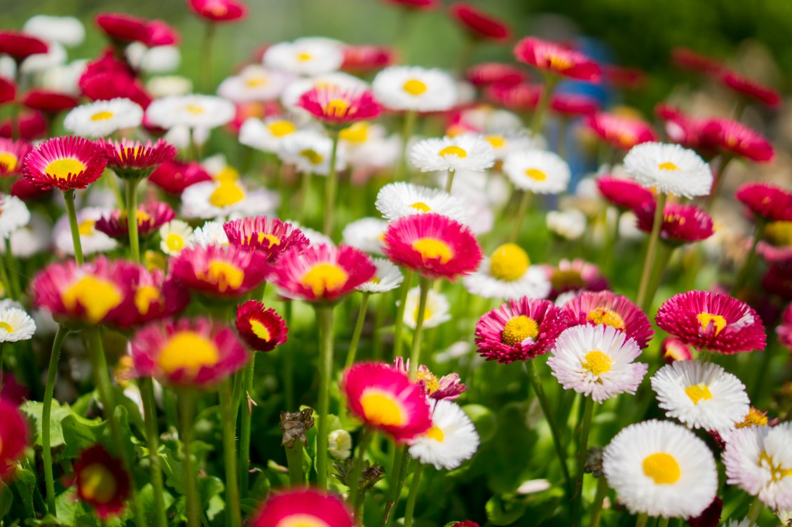 Download Wallpaper White and pink flowers in the grass